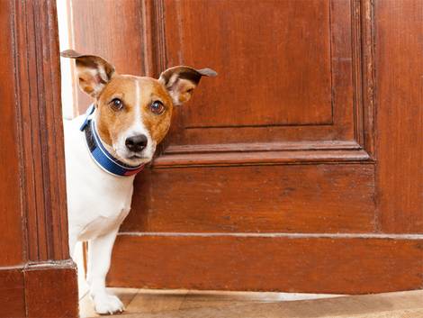 Hund guckt aus Fenster, Einbruchschutz, Wachhund, Foto: Javier Brosch/fotolia.com